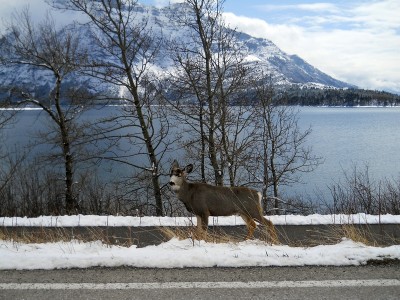 Waterton (2).jpg