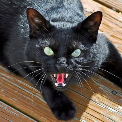 gatto-nero-di-rabbia.jpg